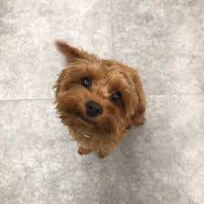 Cute Dog Cute Dogs Dogs Animals