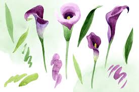 Check spelling or type a new query. Calla Lily Watercolor Illustrations Png By Mystocks Thehungryjpeg Com