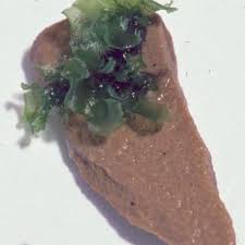 Image result for Hymenophyllum triangulare