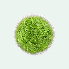 Image result for Pogostemon aquaticus