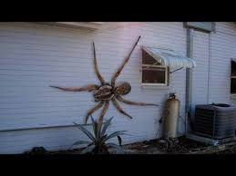 The Biggest Spiders In The World Youtube Large Spiders Giant Huntsman Spider Huntsman Spider