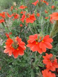 Image result for Crossandra mucronata