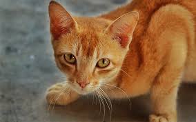 More male cat names continued. Boy Cat Names 250 Great Male Cat Names From The Happy Cat Site