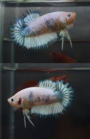 Handsome Marble Ctpk Betta Fish Betta Fish Pet
