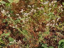 Image result for Polycarpaea corymbosa