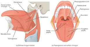 Human hair uk human muscles diagram muscles a band or bundle of fibrous tissue in a human or animal body that has the ability to contract, producing movement in or maintaining the position of. 11 4 Identify The Skeletal Muscles And Give Their Origins Insertions Actions And Innervations Anatomy Physiology