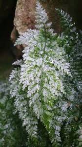 Image result for Vandenboschia