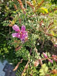 Image result for Indigofera homblei
