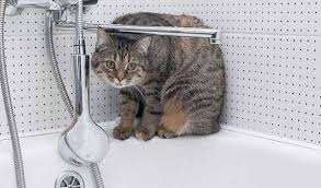I know it sounds weird but my cat had a stress. Cat Pooping In Tub How To Prevent It Zooawesome