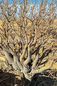 Image result for Commiphora