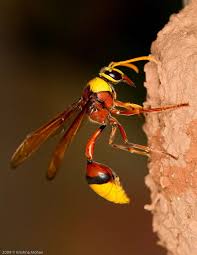 Black And Orange Bug That Looks Like A Wasp Potter Wasp Krishna Mohan Photography Wasp Bugs And Insects Cool Insects