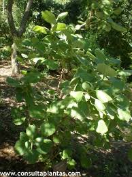 Image result for Greyia