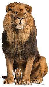 The gift (frequently referred to as simply the gift) is a soundtrack album curated by american singer beyoncé for the 2019 photorealistic animated remake of the lion king and for black is king (2020). Star Cutouts Sc1438 Adult Male Lion King Of The Jungle Sitting Perfect For Animal Fans Parties