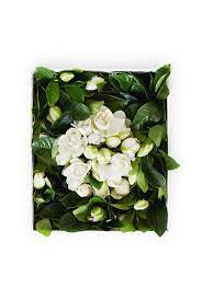 Highcamp Gardenia Boxes Starting At 129 Expensive Flowers How To Wrap Flowers Bouquet Delivery
