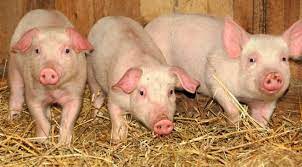 + 0 km 0 + 0 km 0 + 2 km 2 + 5 km 5 + 10 km 10 + 15 km 15 + 30 km 30 + 50 km 50 + 75 km 75 + 100 km 100; Plin De AnunÈuri Cu Porci De Vanzare Pe Internet Cat CostÄ Kilogramul In Sibiu Ora De Sibiu