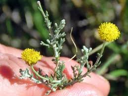 Image result for Pentzia incana