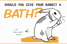 The Hidden Dangers Of Giving Your Pet Rabbit A Bath