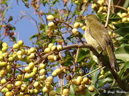 Image result for Deinbollia