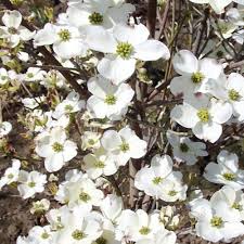 The genus cornus is a member of the dogwood (cornaceae) the species, mostly shrubs or small trees, have opposite leaves and usually produce a showy bract that surrounds the true flower and adds greatly to its effect. Cornus Florida Cherokee Daybreak Tree Dogwood Trees Flowering Trees Ornamental Trees