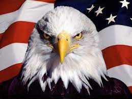 American symbols bald eagle flag mountains desktop hd. American Eagle Wallpapers Wallpaper Cave