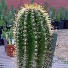 Image result for Triumfetta trichocarpa