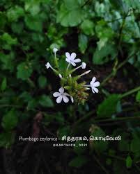 Image result for Elytraria acaulis