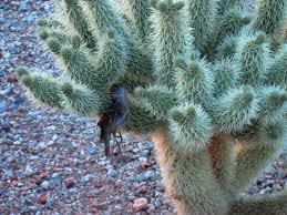 Killer cactus: my cholla is carniverous ...