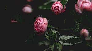 Interactive wallpaper peony flower wallpapers works fine on most popular models of the major manufacturers. Wallpaper Peony Flower Pink Drops Dew Hd Picture Image