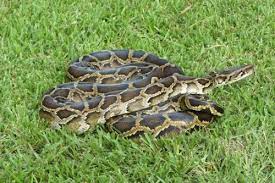 Scientists Map Invasive Species Hotspots New Research Suggests Invasive Species Most Frequently Take Root On Islands And Amon Burmese Python Python Long Snake