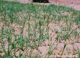 Image result for Cenchrus biflorus