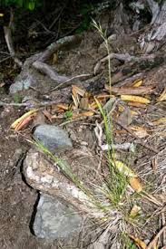 Image result for Rytidosperma davyi