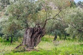 Olive Fleur De Bach Par Une Naturopathe Doctonat