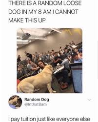 Dogs Memes Funny Animal Pictures Funny Pictures Tumblr Funny