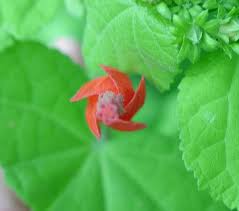 Image result for Malvaviscus arboreus