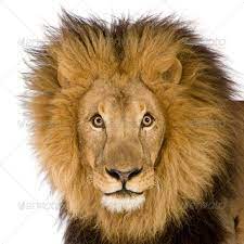 Close Up On A Lion S Head 8 Years Panthera Leo Panthera Leo Panthera Lion Head