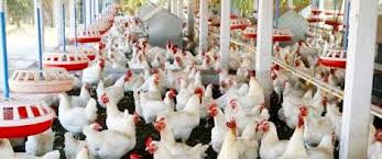 Namun untuk sesuatu yang bisa dibilang serius dan tidak ingin menimbulkan sengketa(masalah) dikemudian, baiknya surat perjanjian dibuat secara tulisan. Peternakan Ayam Bikin Resah Bau Busuk Menyengat Dan Lalat Ganggu Kehidupan Warga Sekitar Portal Berita Batam Kepri