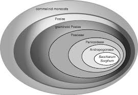 Image result for Cleistachne sorghoides