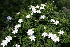 Image result for Gardenia brachythamnus