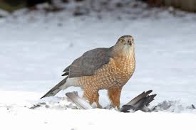 Some hawks, like the red tailed, swainson's, rough legged, ferruginous, red shouldered, northern harrier, cooper's, and the broad winged hawk, have now been classified asaccipitriformes, while earlier they were classified as falcons. Cooper S Hawk Audubon Field Guide