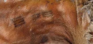 Ötzi, also called the iceman, is the natural mummy of a man who lived between 3400 and 3100 bc, discovered in september 1991 in the ötztal alps (hence the nickname ötzi) on the border between austria and italy. Discover What The Tattoos Of Otzi The Man Of The Ice Have Revealed Life Persona