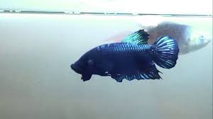 Put the betta fighter fish into a soft texture plastic glass , put the glass against a 20 centimeter let fish chasing each other in. Betta Fighter Super Bagan Vs Paradise Fish Size Comparison Youtube
