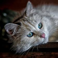Plus, they may trigger an allergic reaction in people with dander allergies, which is exacerbated by the frequent shedding. Top 10 Long Haired Cats