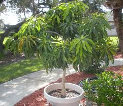 Indorus) these plants grow as annuals in all parts of the united states. Pin By Kenny Chang On Garden Things Potted Fruit Trees Growing Vegetables Container Plants