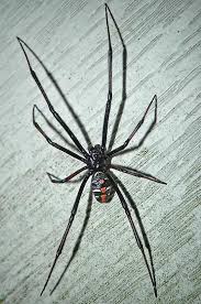 Canada411.catm, canada411tm, yellow pagestm, walking fingers & designtm, yp.catm, find. Northern Black Widow Spider Male Latrodectus Variolus Bugguide Net