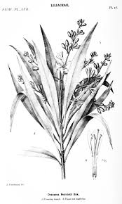 Image result for Rhynchosia baumii