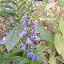 Image result for Lobelia thermalis