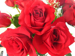 صور الورد احمر