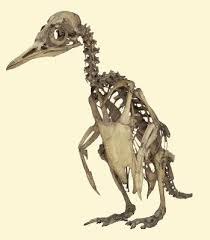 Penguin Skeleton Penguins Have Among The Longest Tail Bones Of All Extant Birds All Of Which Are Evolved From Dinos Animal Skeletons Bird Bones Animal Bones