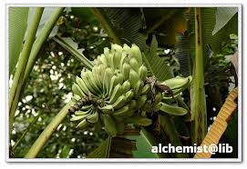 Image result for Musa paradisiaca