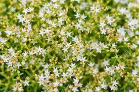 You have to see this photo gallery of succulent garden ideas that includes cactus gardens, miniature succulent gardens, outdoor designs, cacti terrariums and more. Sedum Greggii Flowering Succulents Succulents Planting Macro Of The Succulent Small White Flowers Stock Photo Picture And Royalty Free Image Image 140044012